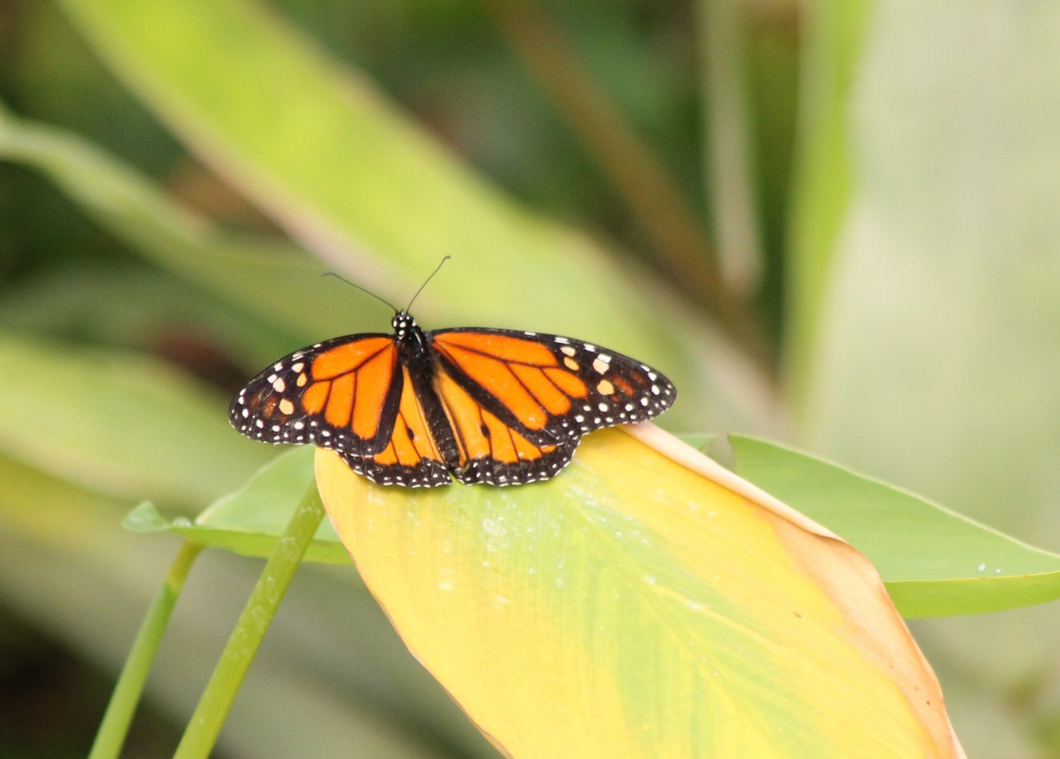 Monarch butterfly