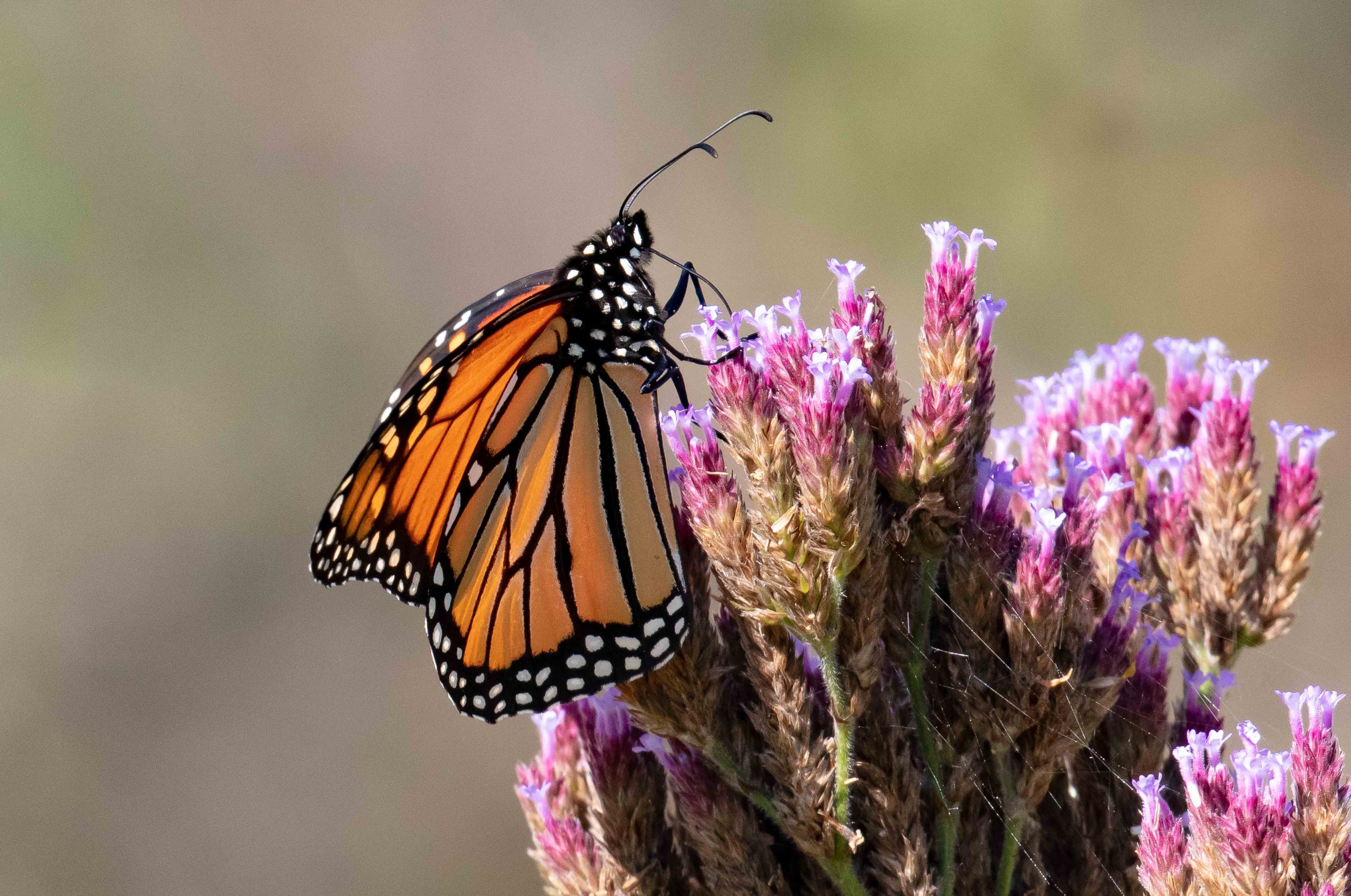 Monarch Butterfly