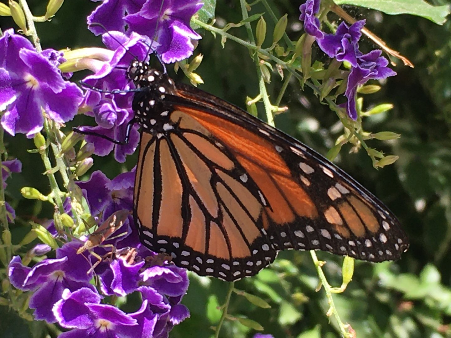 Monarch Butterfly