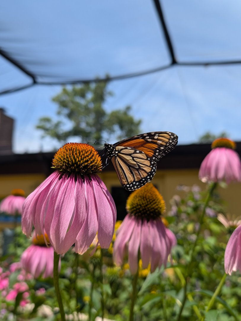 Monarch Butterfly