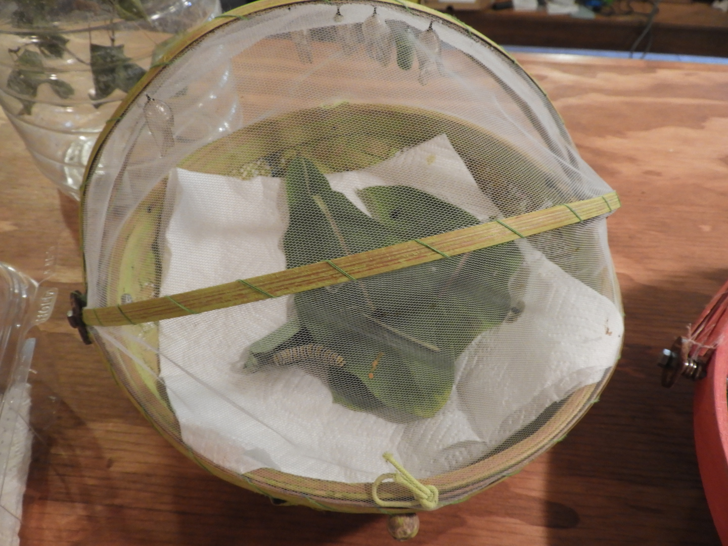 Monarch caterpillar exhibit - Butterfly Gardens of Wisconsin