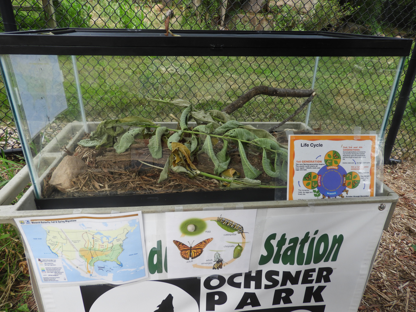 Monarch caterpillar exhibit (New in 2018) - Ochsner Park Zoo