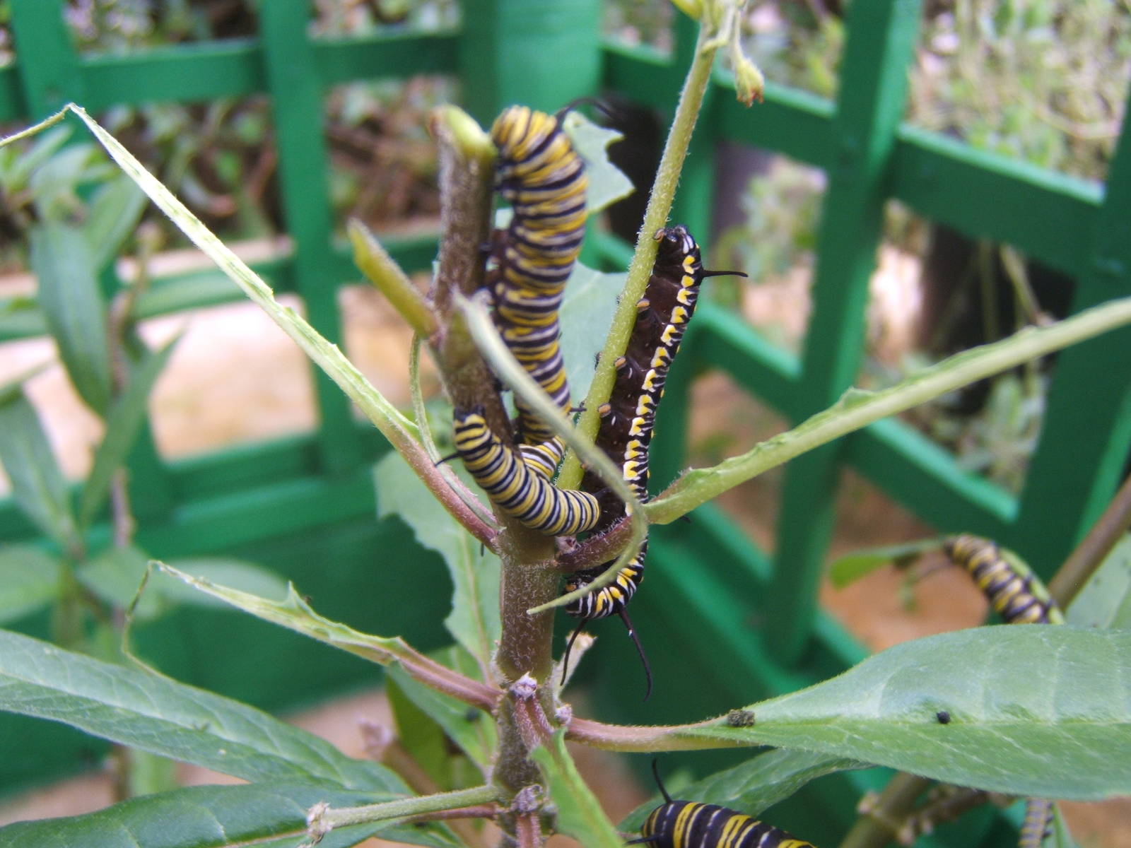 Monarch Caterpillar