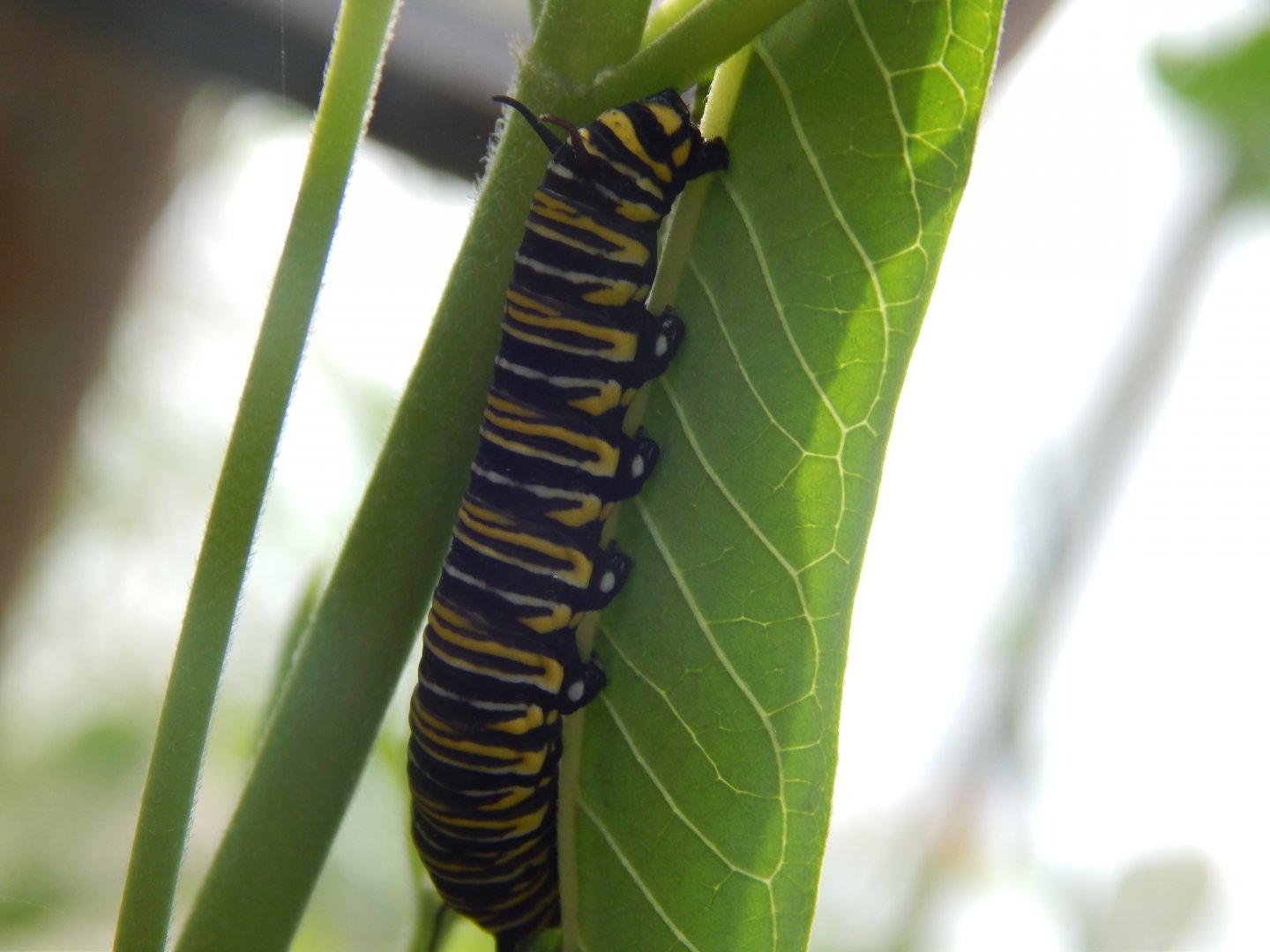 Monarch Caterpillar