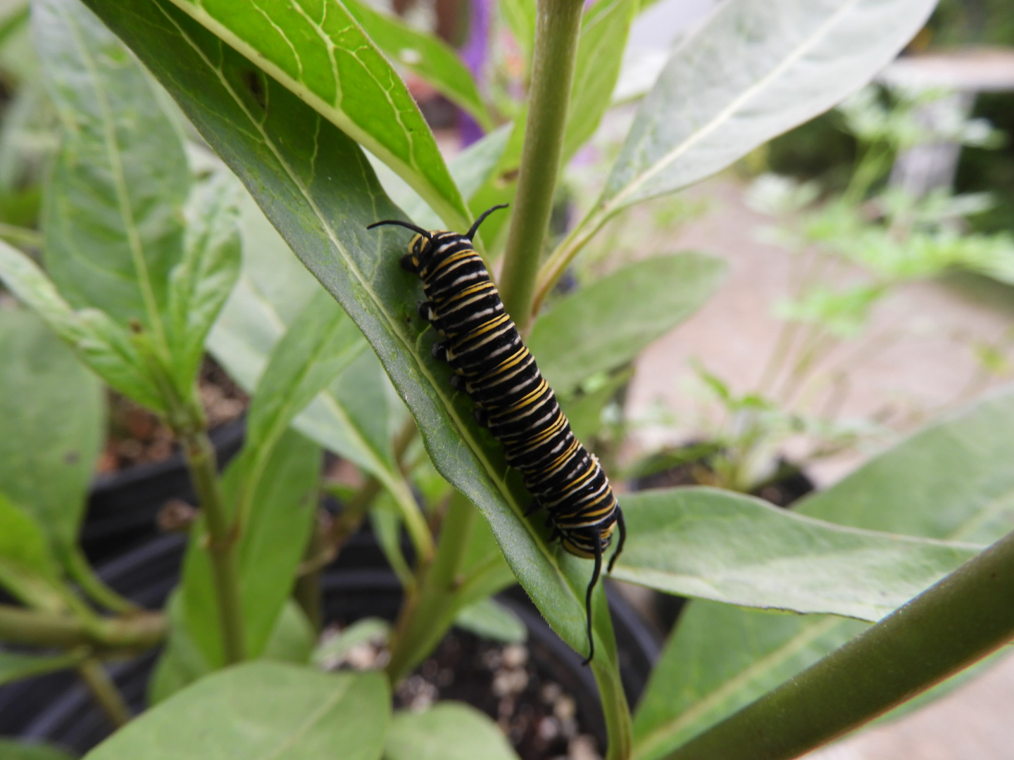 Monarch (Danaus plexippus) caterpillar