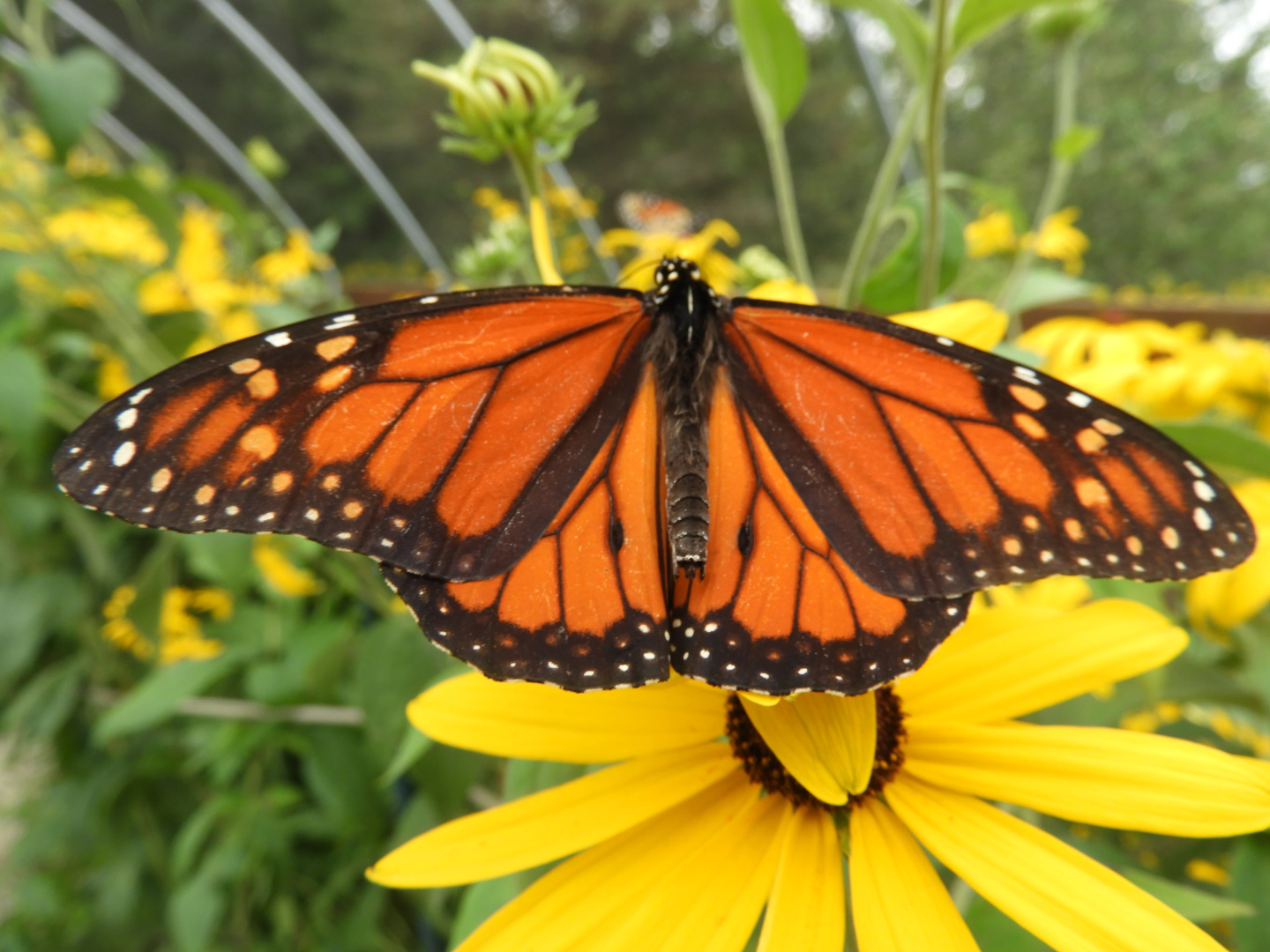 Monarch (Danaus plexippus)
