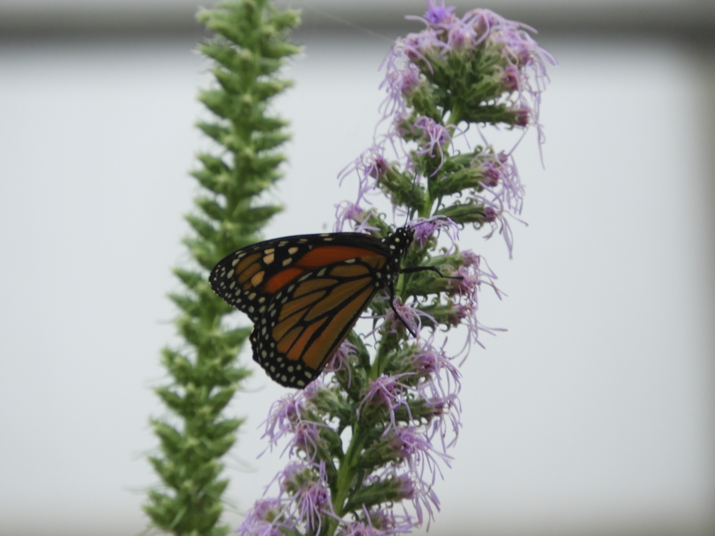 Monarch (Danaus plexippus)