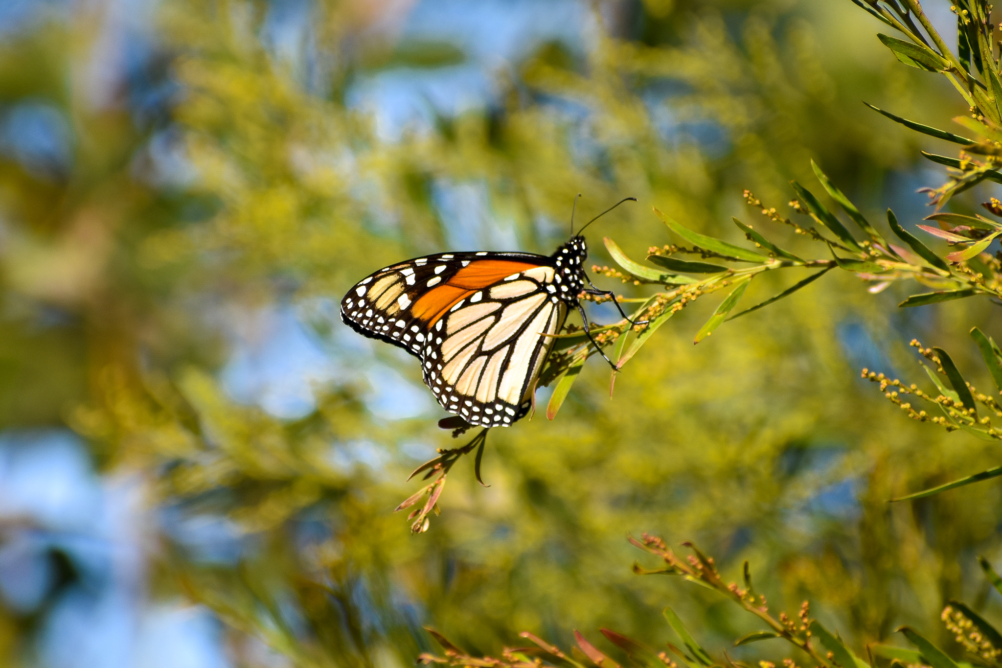 Monarch (Danaus plexippus)