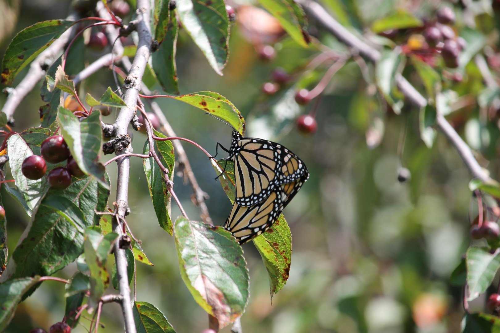 Monarch (Danaus plexippus)