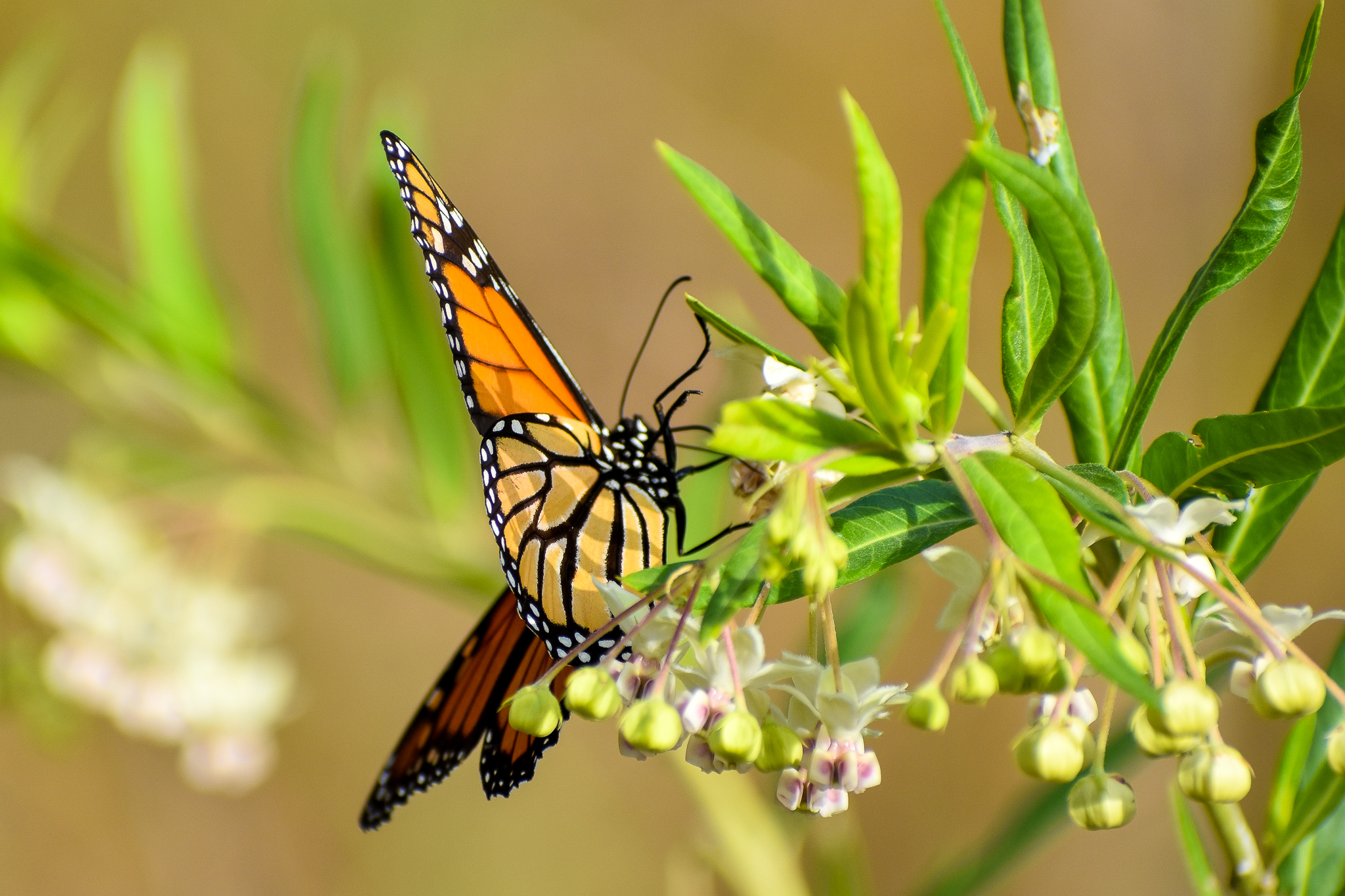 Monarch (Danaus plexippus)