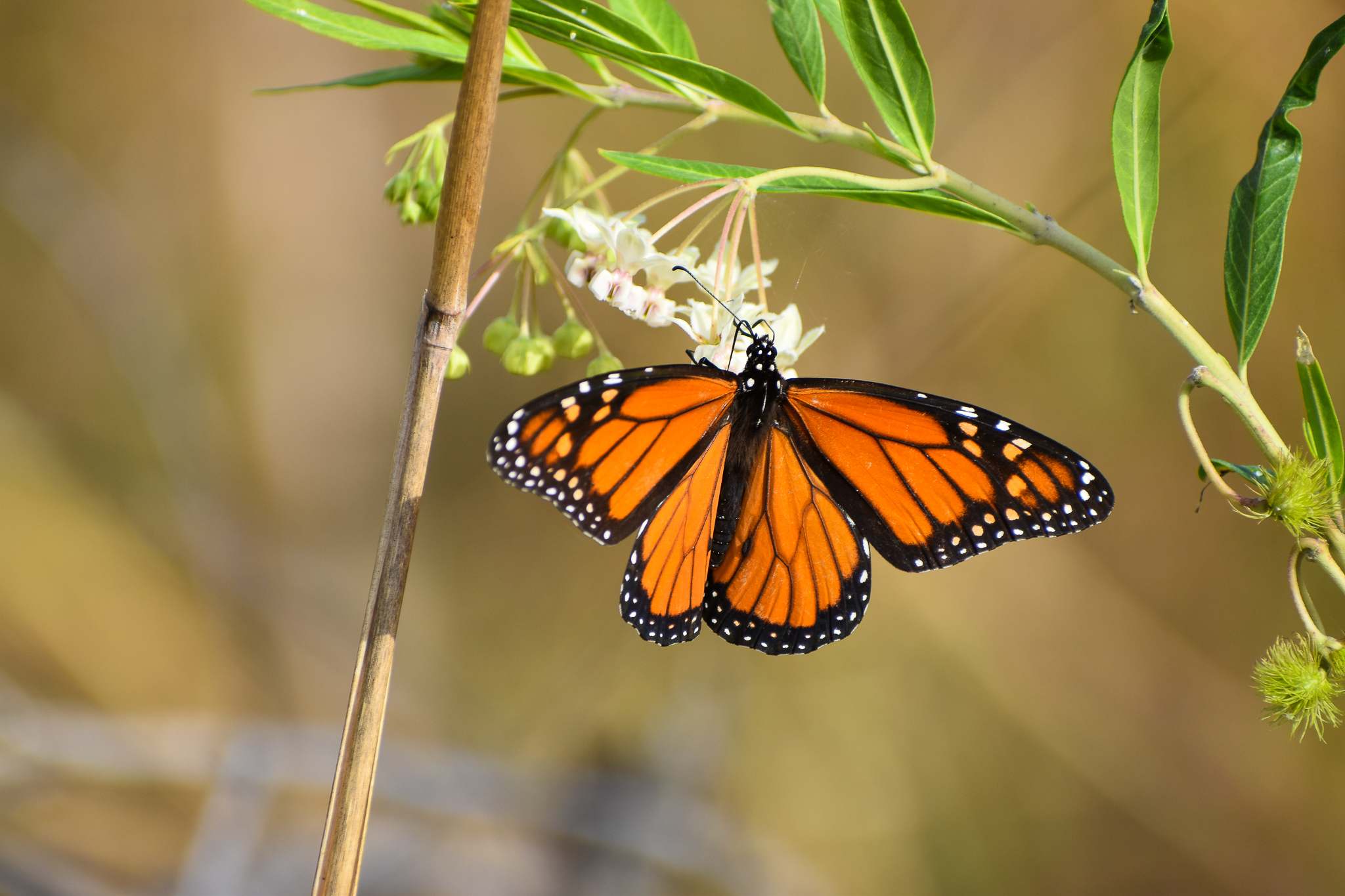 Monarch (Danaus plexippus)