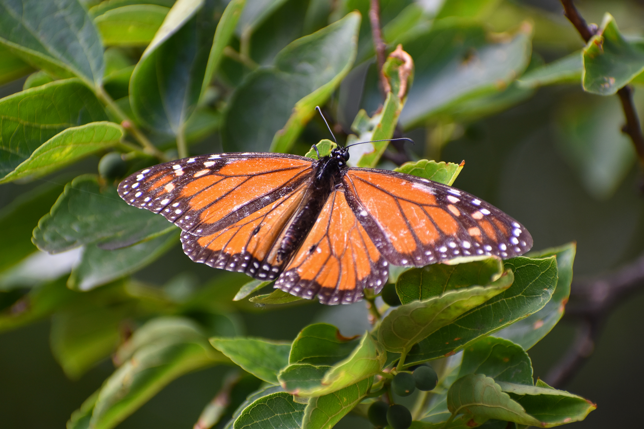 Monarch (Danaus plexippus)