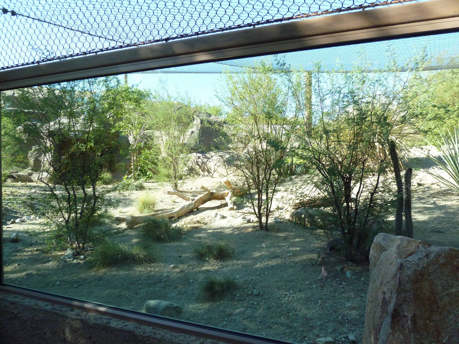 Monarch of the Desert - Jaguar Exhibit