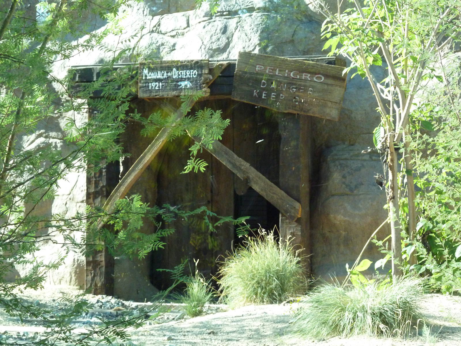 Monarch of the Desert - Jaguar Exhibit