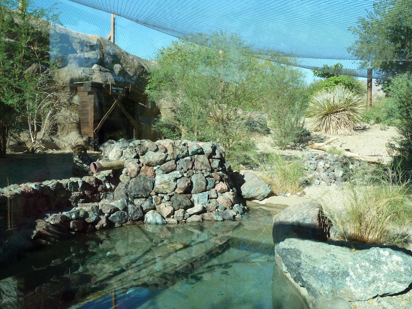 Monarch Of The Desert - Jaguar Exhibit