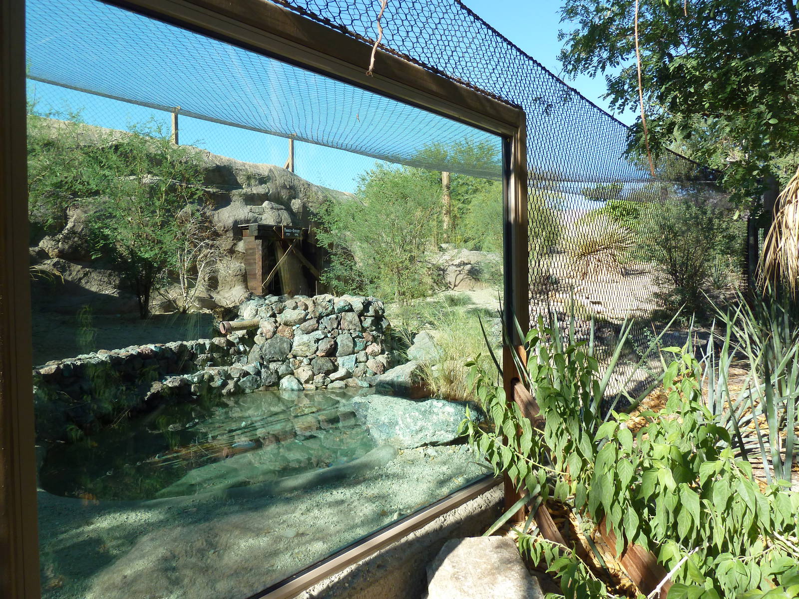 Monarch Of The Desert - Jaguar Exhibit