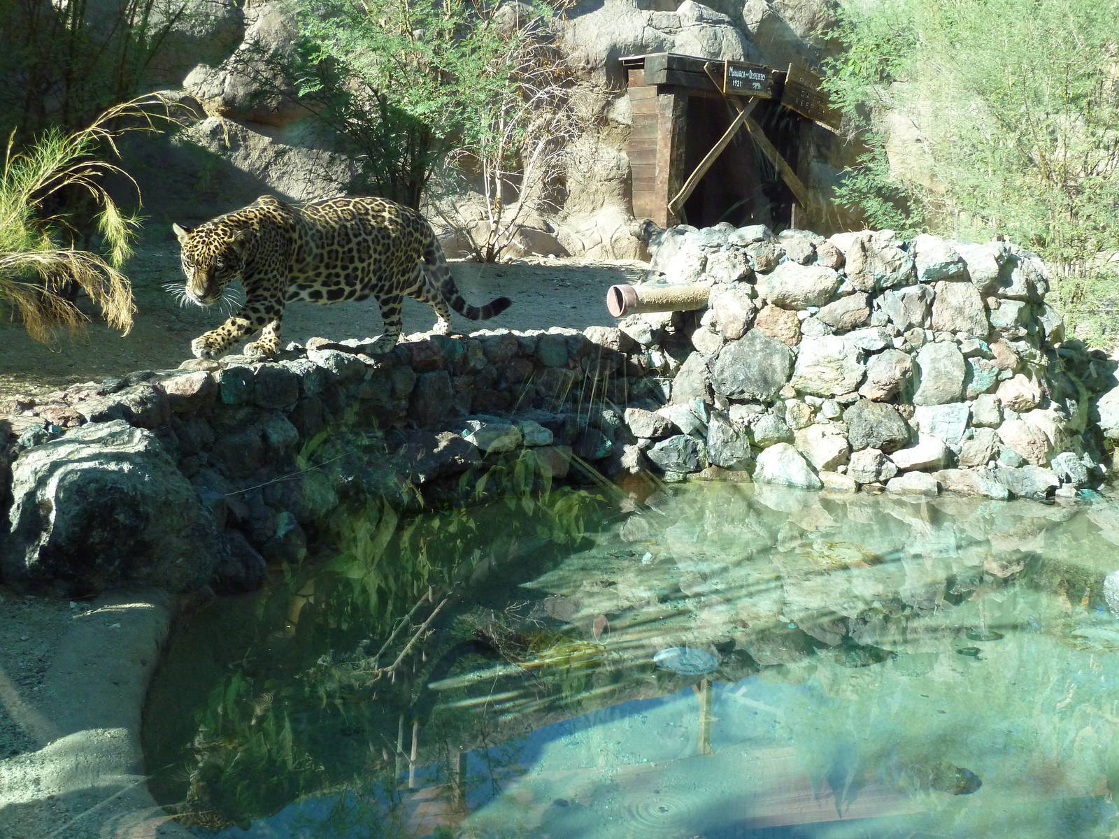 Monarch Of The Desert - Jaguar Exhibit