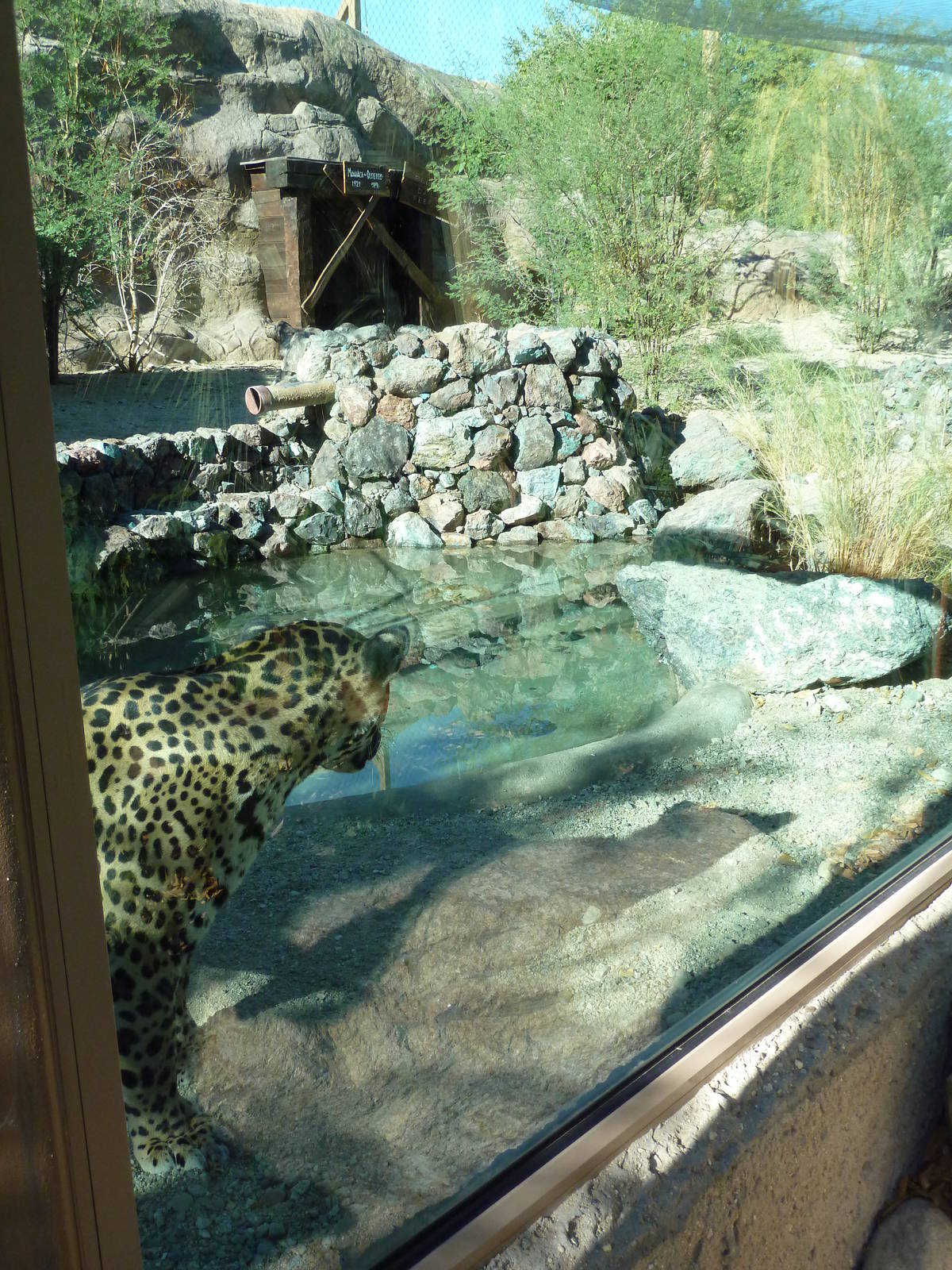 Monarch Of The Desert - Jaguar Exhibit