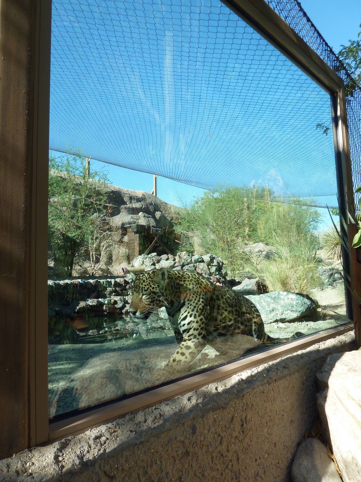 Monarch Of The Desert - Jaguar Exhibit