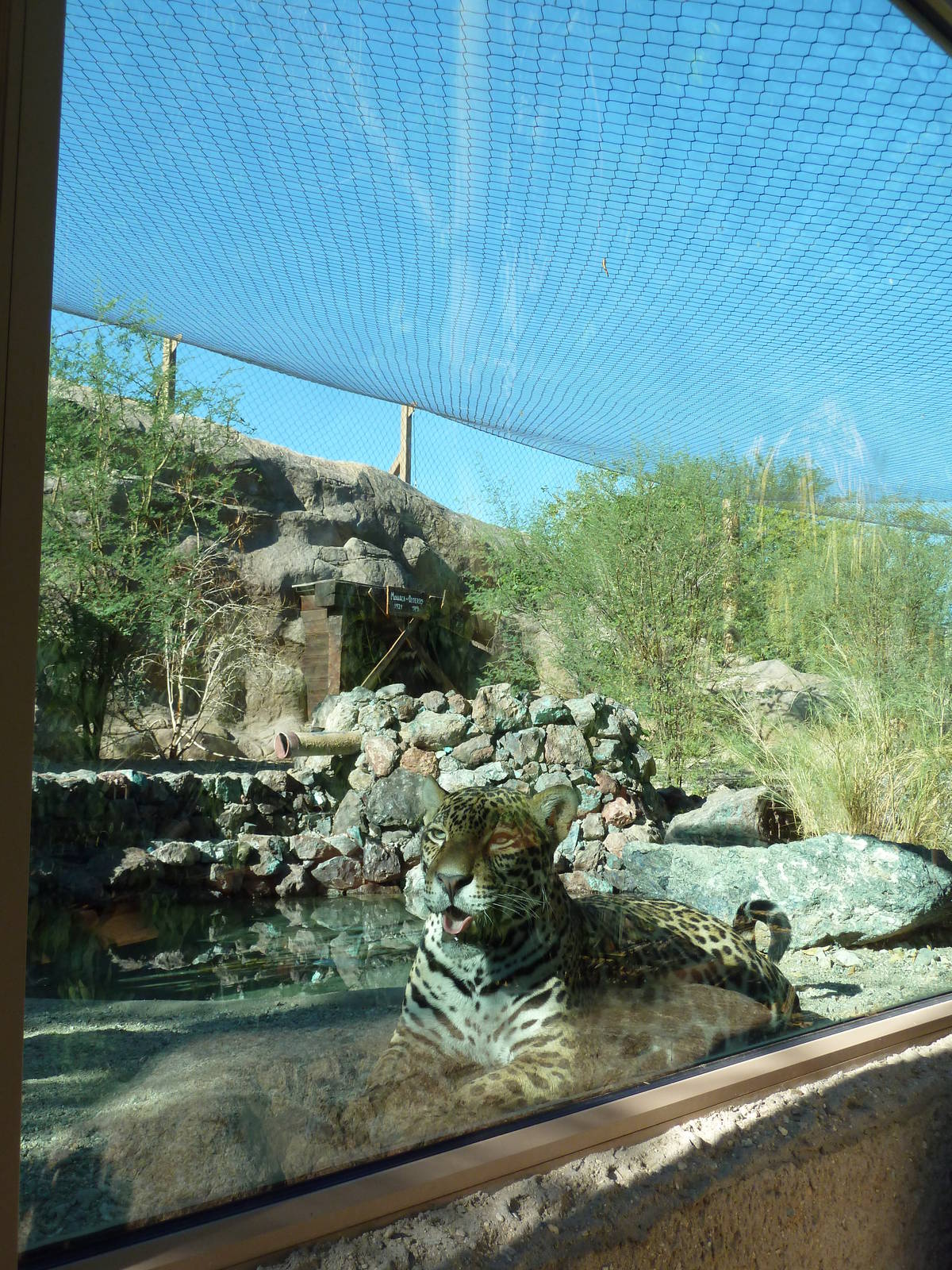 Monarch Of The Desert - Jaguar Exhibit