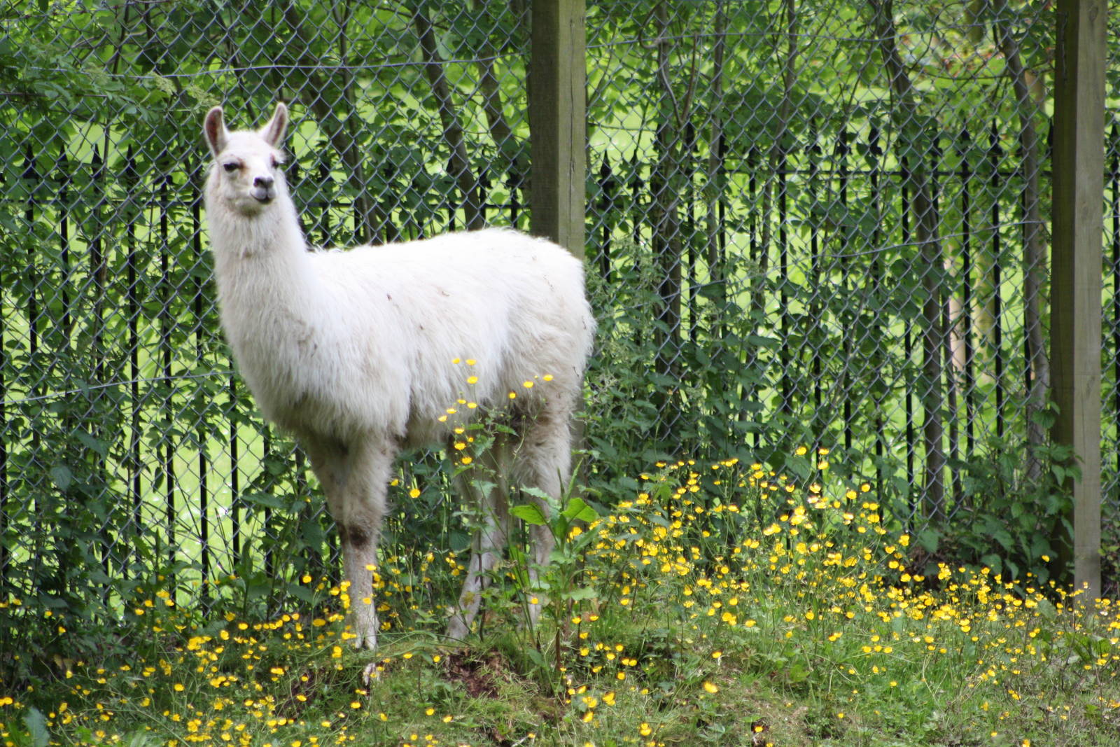 Monarch of the Glen, 8th June 2014