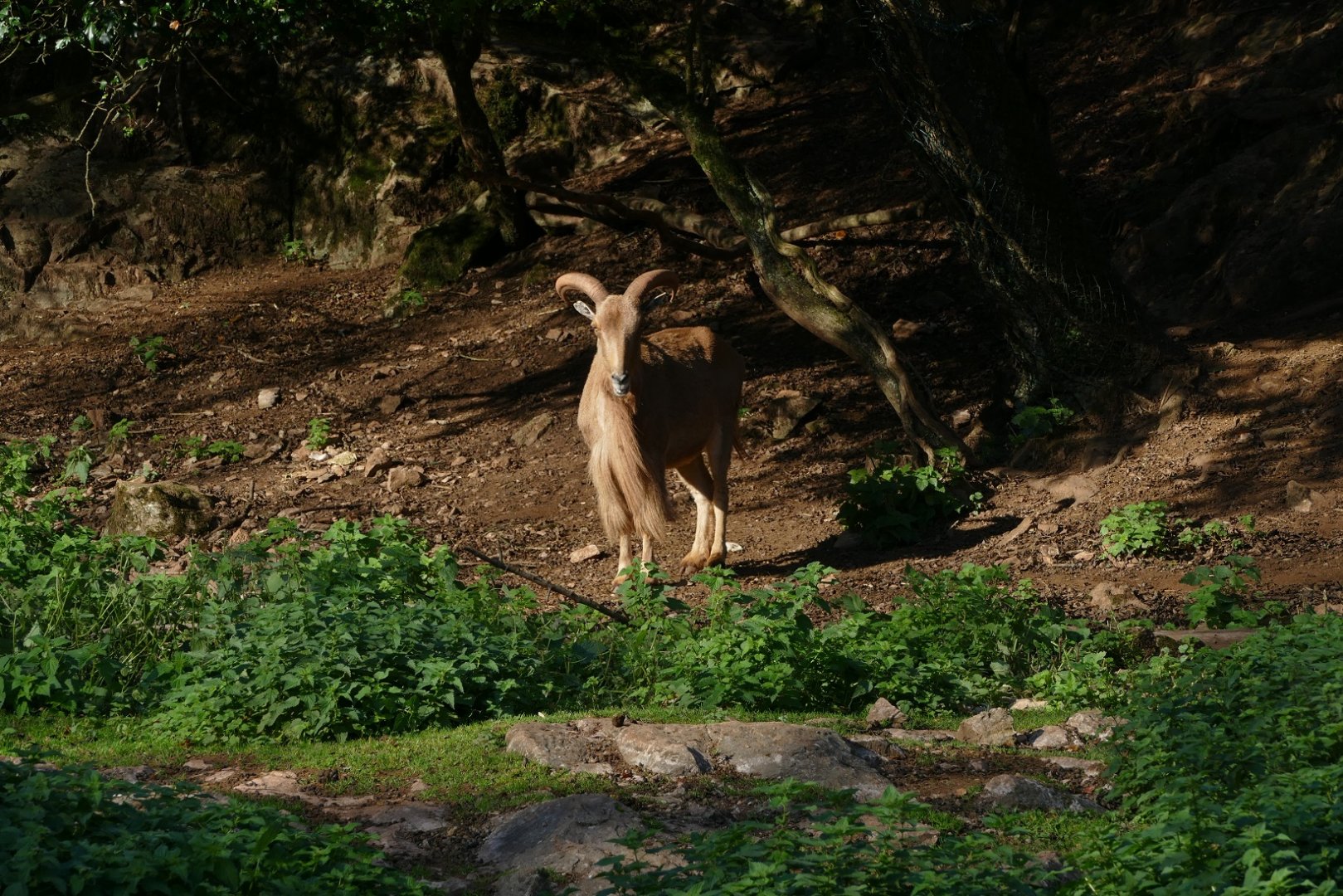 Monarch of the Glen? October 2018