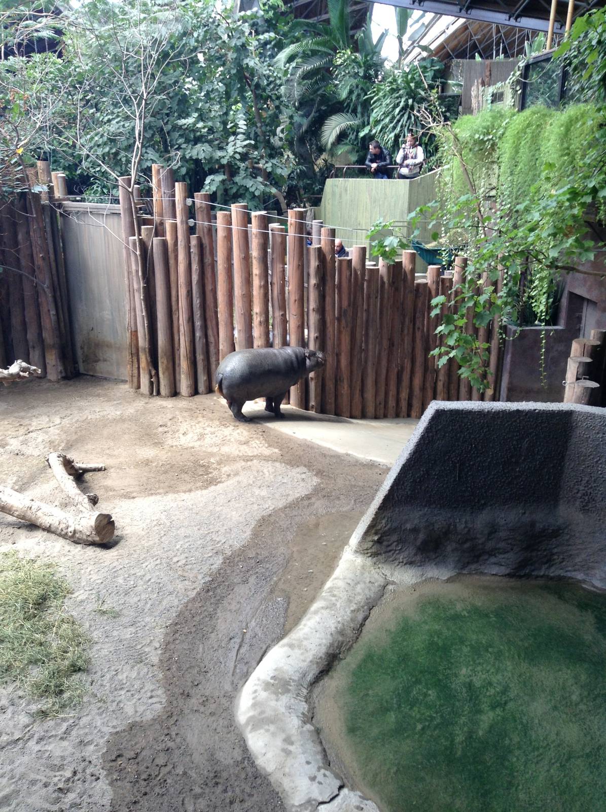 Monday May 13th, 2013-Female Pygmy Hippo