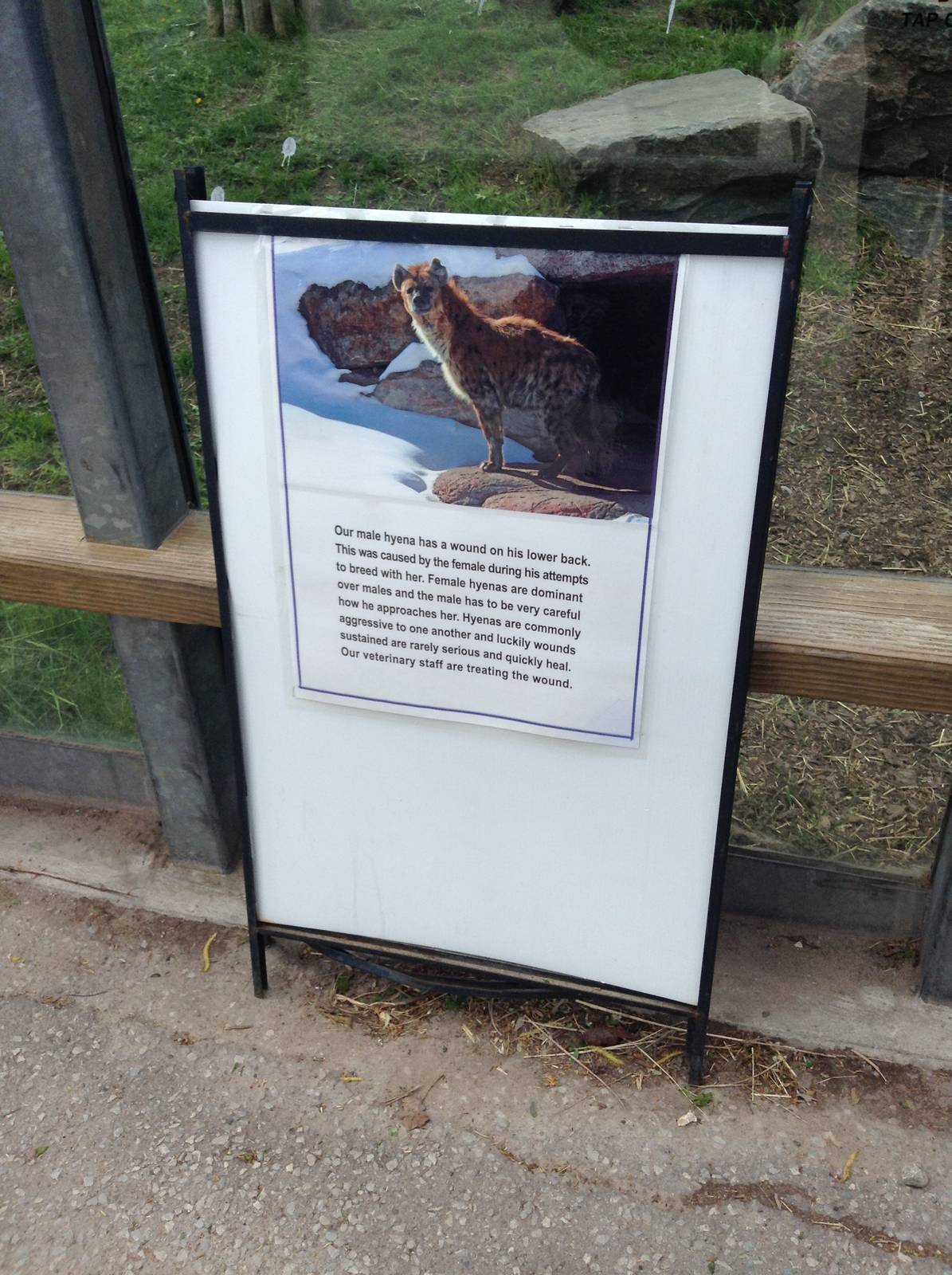 Monday May 13th, 2013-Hyena