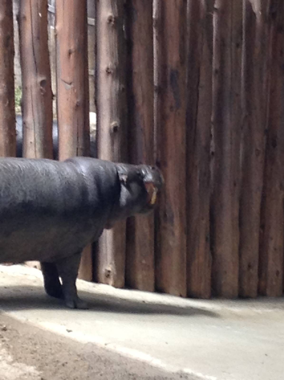 Monday May 13th, 2013-Male Pygmy Hippo
