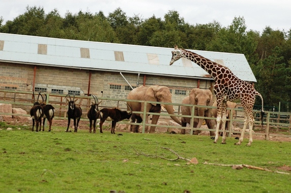Monde Sauvage in Deigne - Aywaille (B) 2007