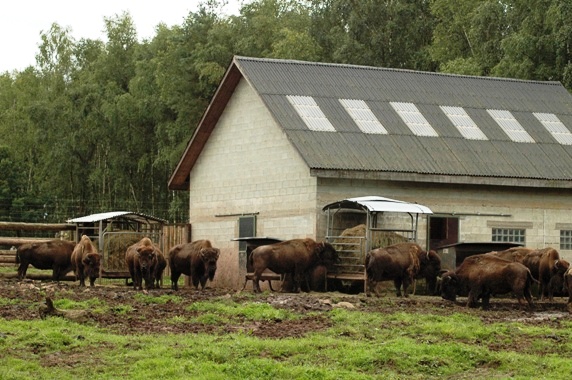 Monde Sauvage in Deigne - Aywaille (B) Bison 2007