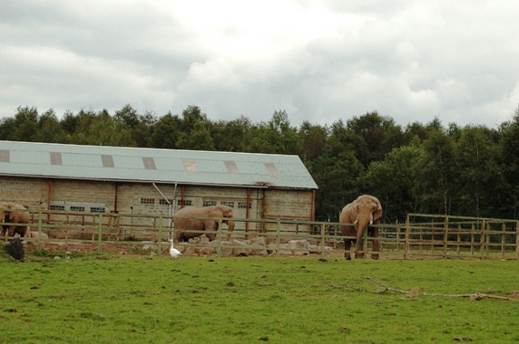 Monde Sauvage in Deigne - Aywaille (B) Elefanthouse and enclosure 2007