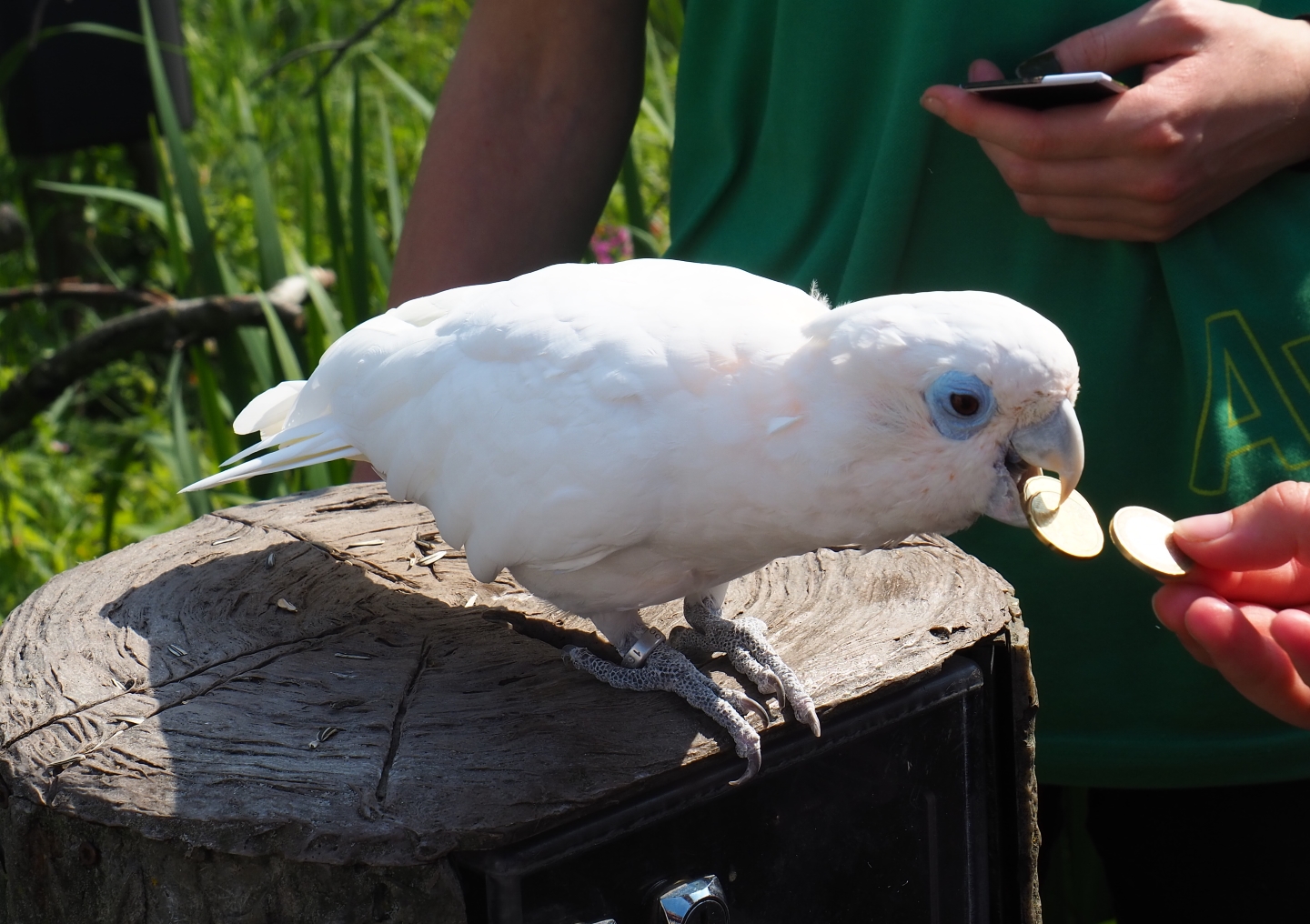 Money bird - Ducorp's corella (Cacatua  ducorpsii), Sep 2nd, 2018