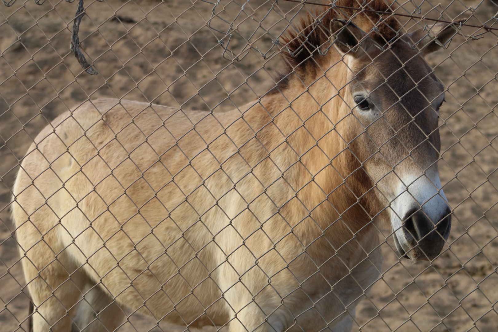 Monglion Wild Horse - Asian Savannah