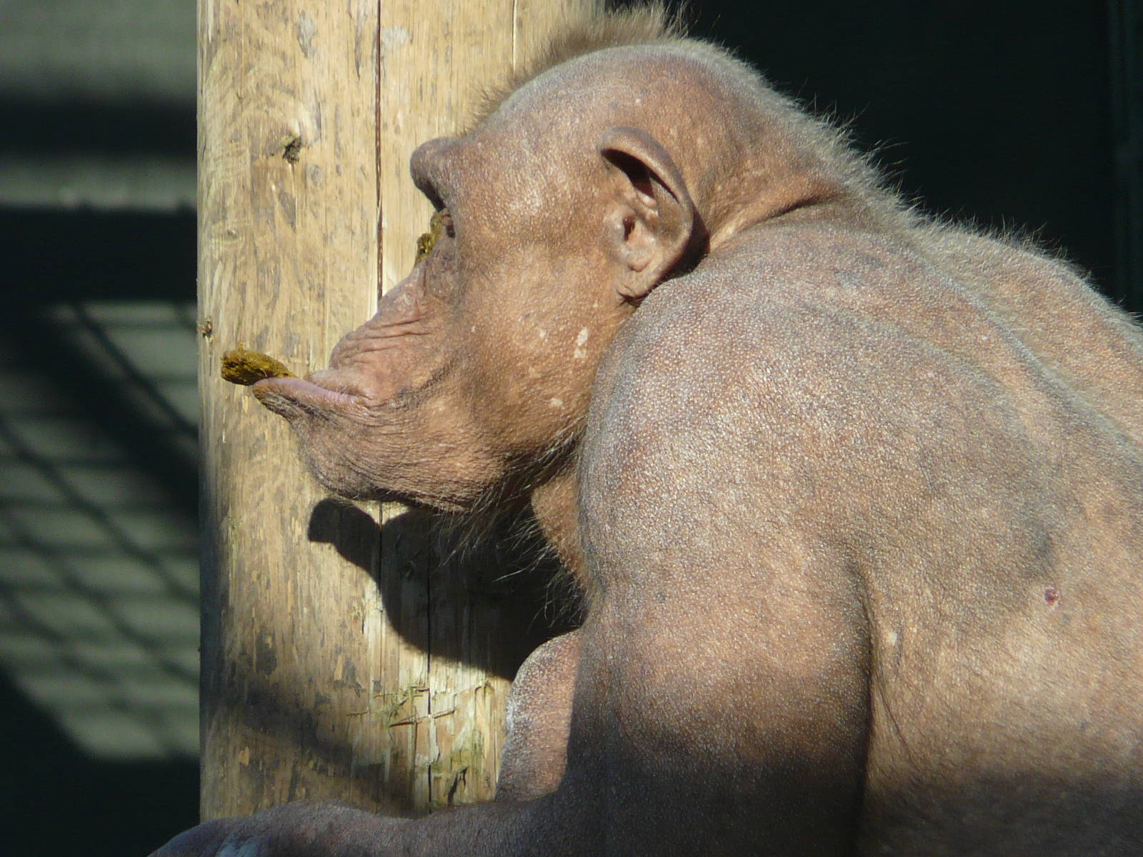 Mongo: Bald Chimpanzee