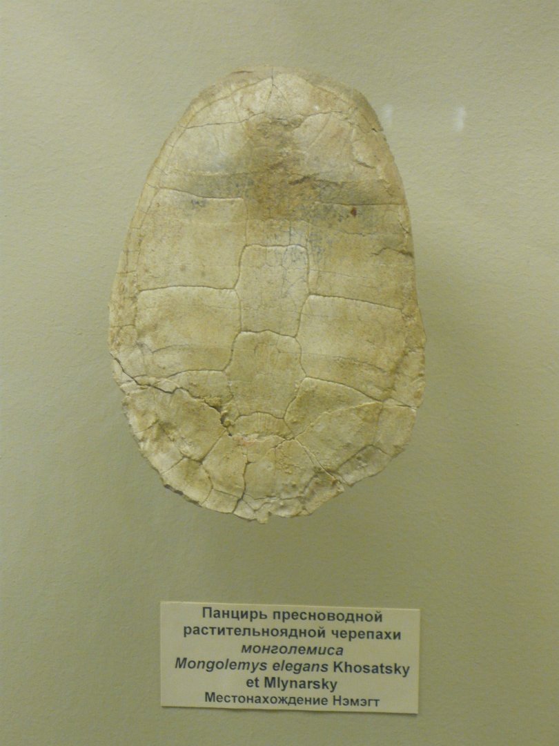 Mongolemys elegans shell