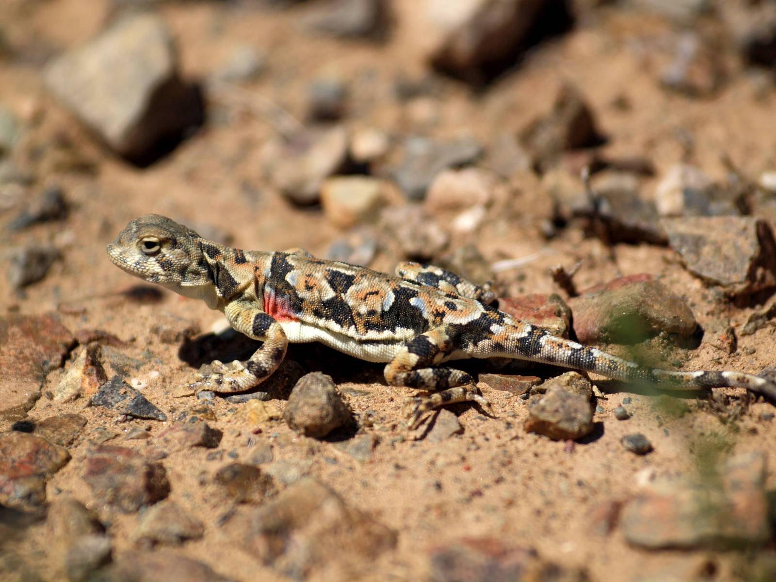 Mongolia reptile