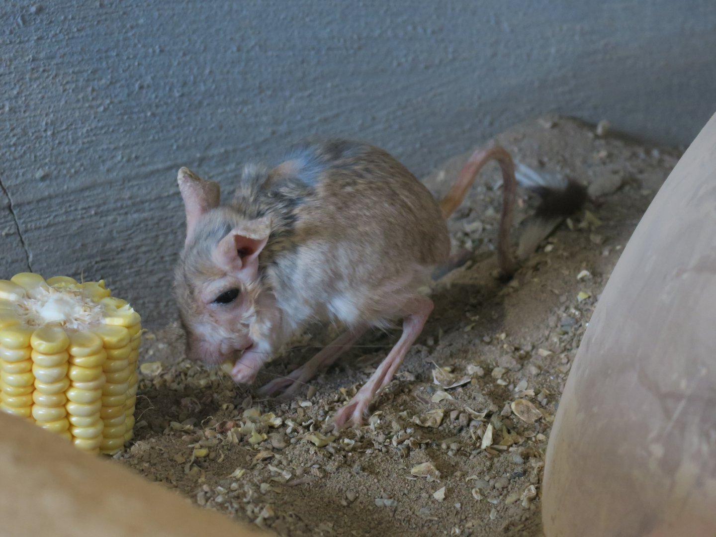 Mongolian five-toed jerboa (Allactaga sibirica)