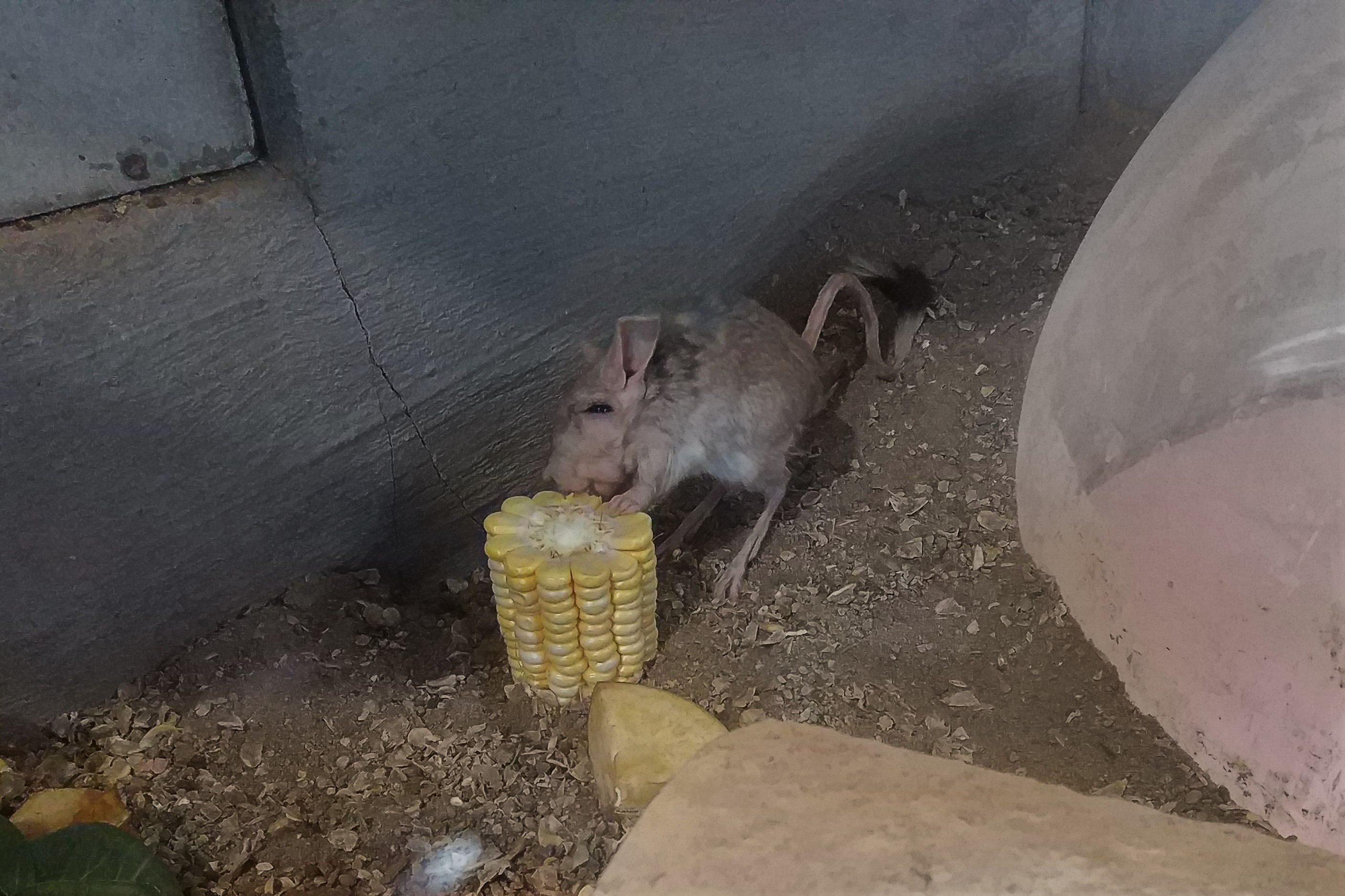 Mongolian Five-toed Jerboa