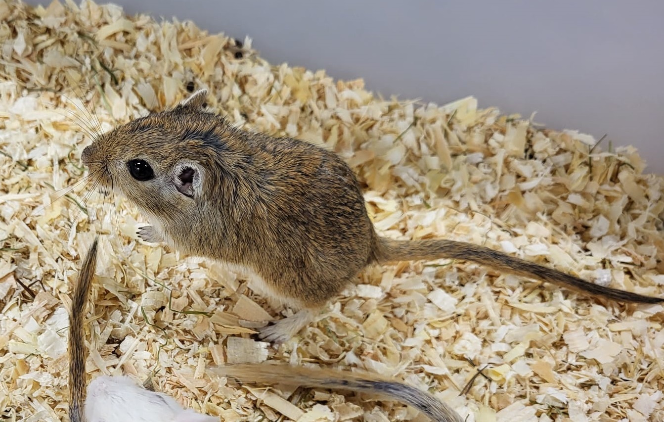 Mongolian gerbil - adult