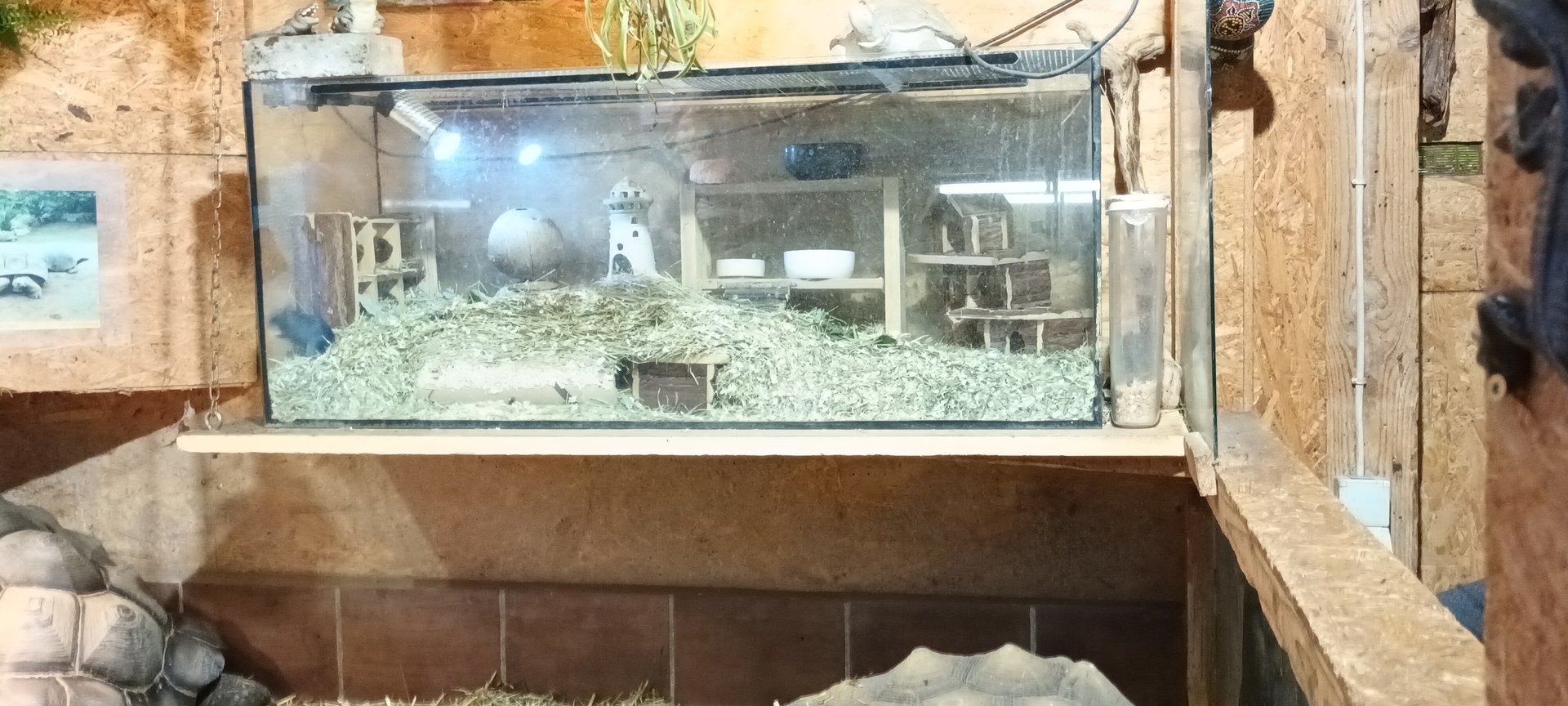 Mongolian Gerbil and Mongolian Gerbil Breedingform Habitat