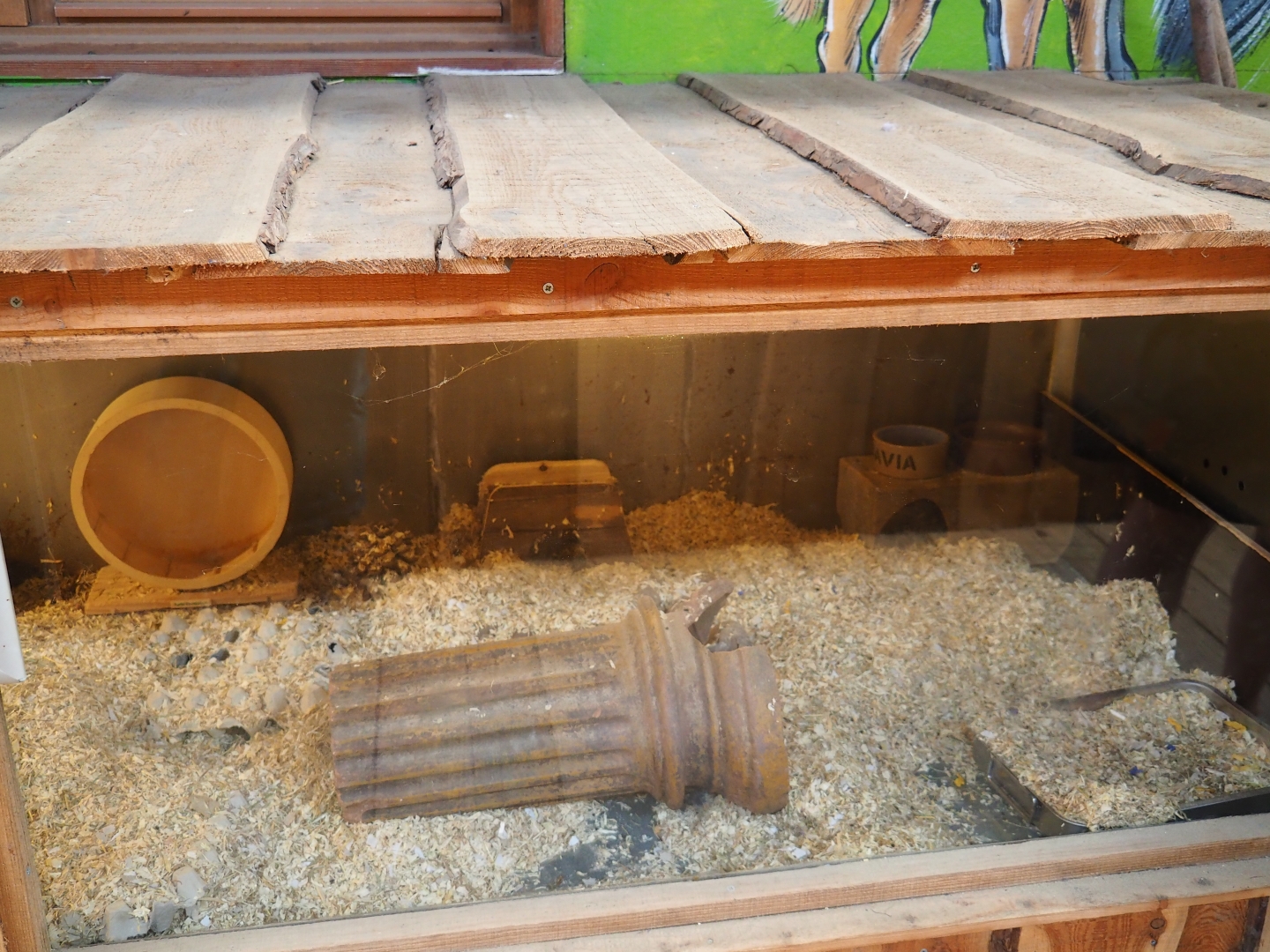 Mongolian gerbil den