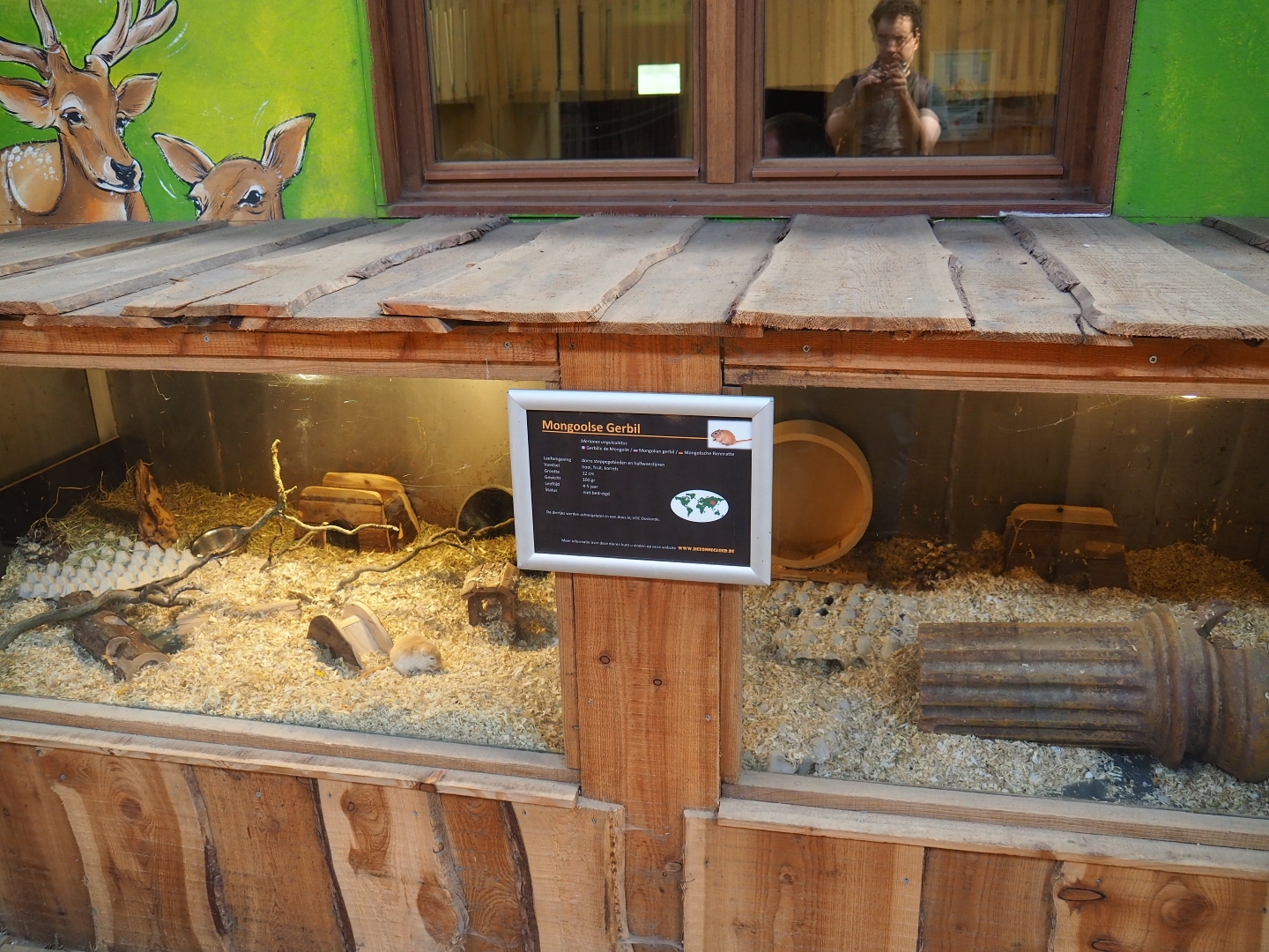 Mongolian gerbil den