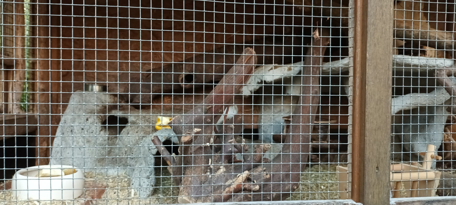 Mongolian Gerbil Enclosure