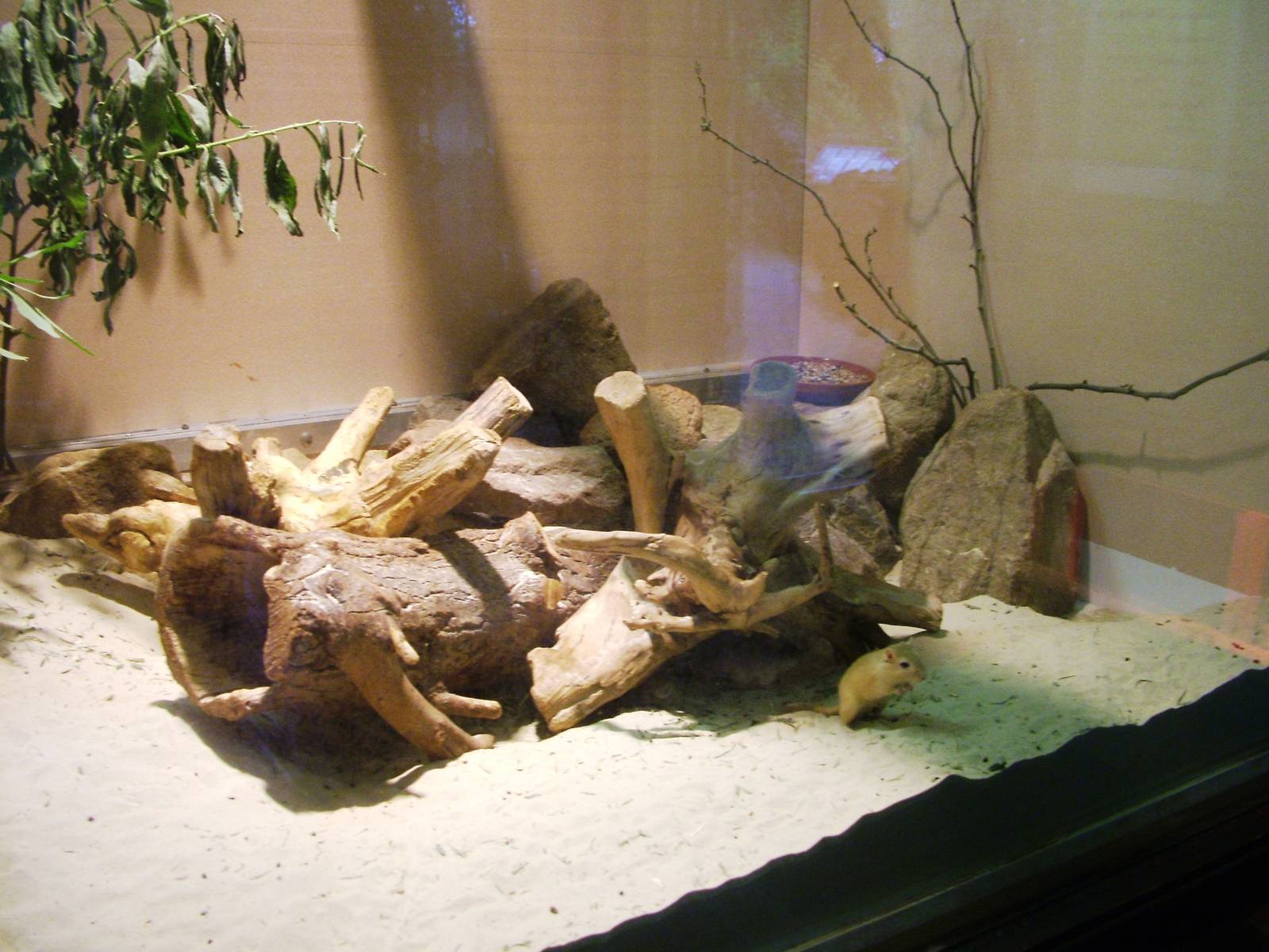 Mongolian Gerbil Exhibit at Rheine, 03/06/12