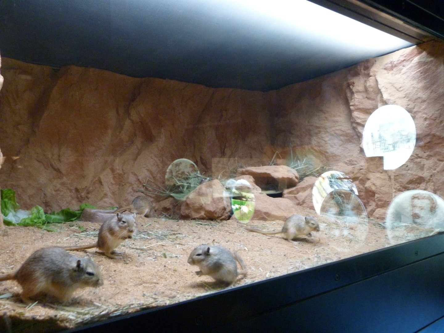 Mongolian gerbil exhibit -Zoo Praha (2025)