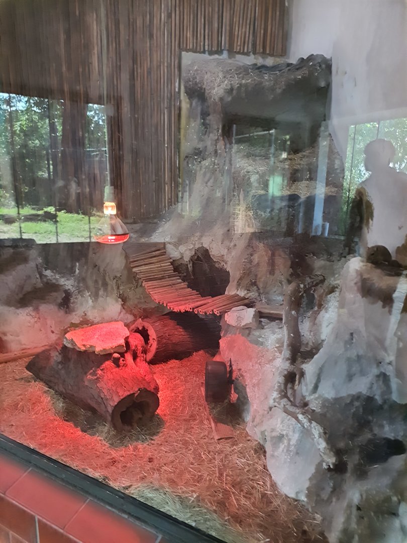Mongolian gerbil exhibit