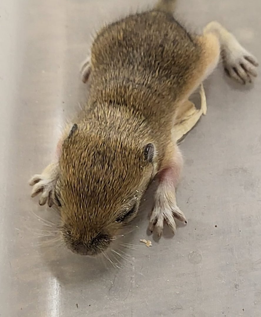 Mongolian gerbil - juvenile