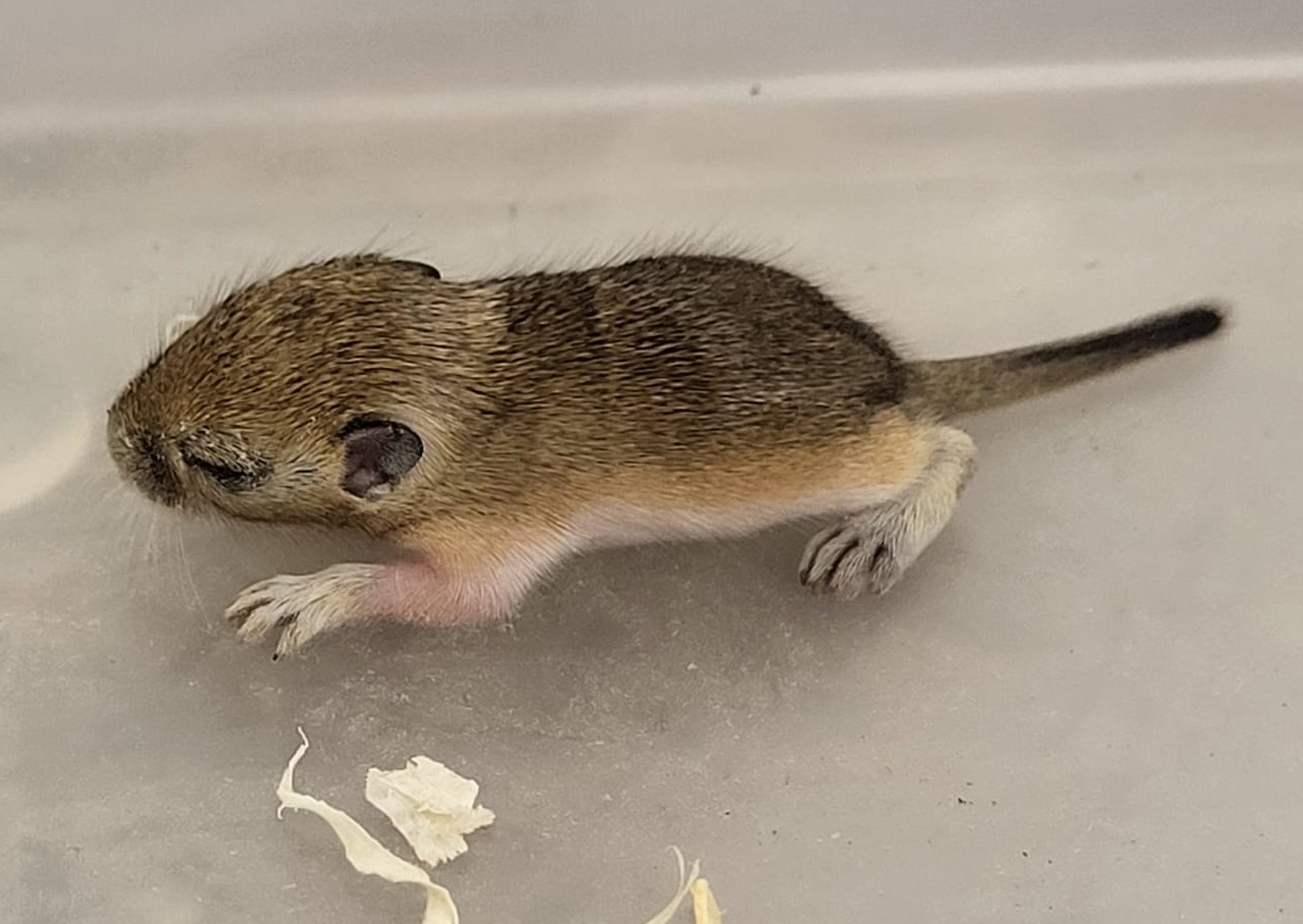 Mongolian gerbil - juvenile