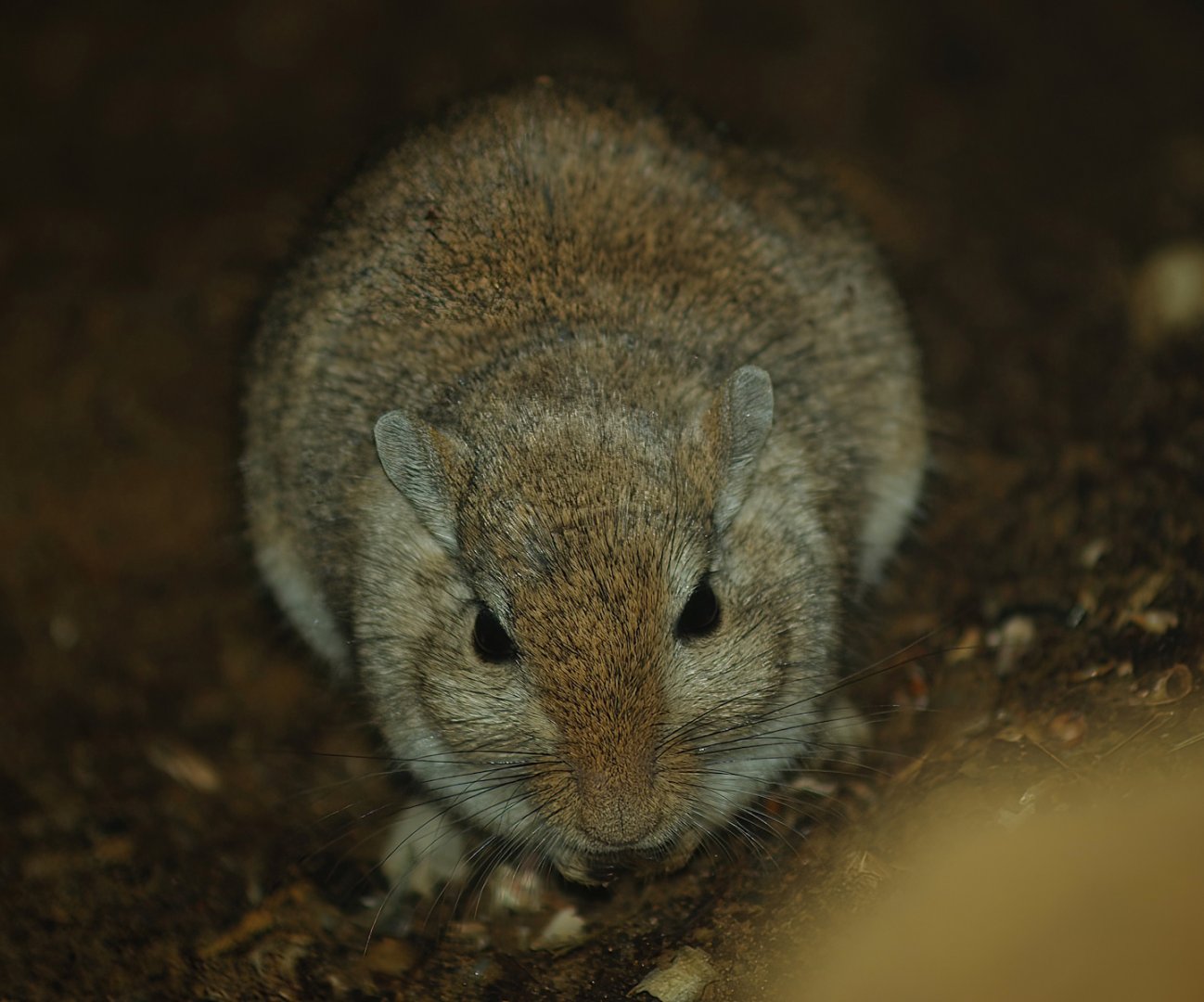 Mongolian gerbil (Meriones unguiculatus), 2007-04-01